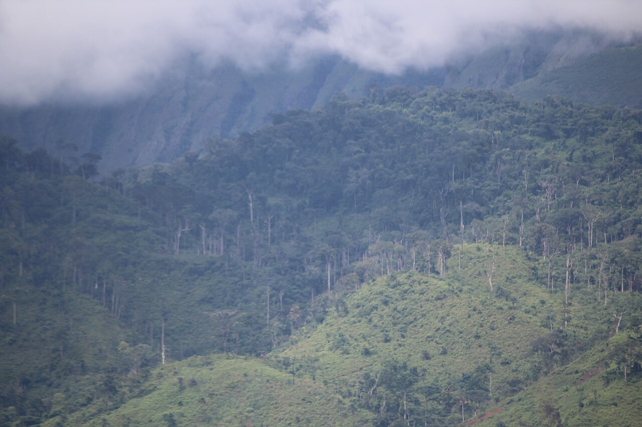 Les pentes brumeuses du massif du Nimba, en Guinée